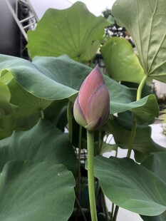 含苞待放的荷花