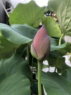 含苞待放的粉嫩荷花