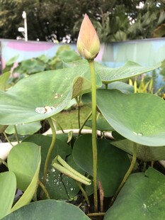 含苞待放的荷花