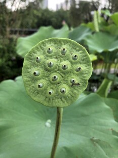 莲蓬特写