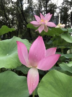 两朵娇艳盛开的粉色荷花