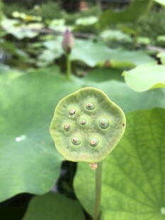 莲蓬特写