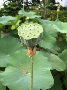 莲蓬挺立在荷叶间