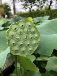 莲蓬特写