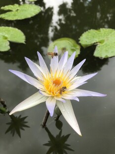 水中睡莲上的忙碌蜜蜂