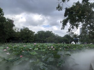 荷塘云雾景 绿意盎然