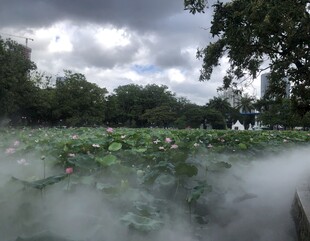 荷塘晨雾美景