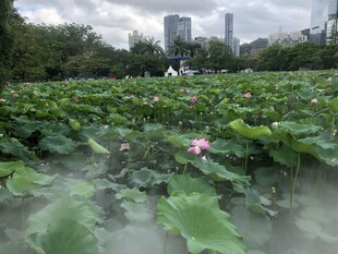 荷塘美景  一朵粉荷绽绿叶间