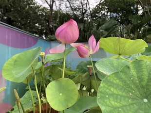 娇艳荷花绽放绿叶间