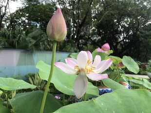 绽放的荷花与荷叶