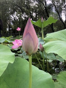 含苞荷花于绿叶间绽放