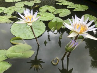 水中绽放的美丽睡莲