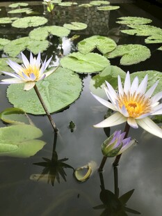 水中睡莲绽放