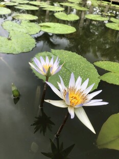 水中绽放的美丽白睡莲