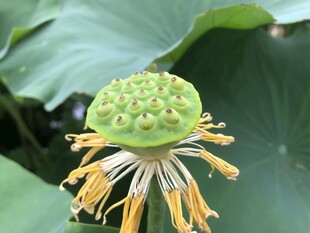 莲蓬特写