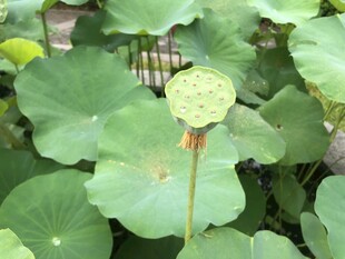 夏日荷塘中的莲蓬