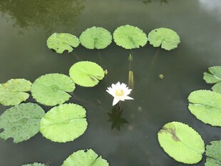水中睡莲与荷叶的静谧画面