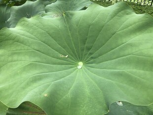硕大荷叶 尽显自然生机