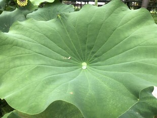 硕大荷叶展生机