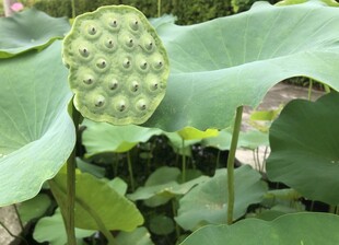 莲蓬挺立在荷叶间