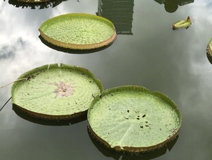 水面上的翠绿荷叶
