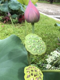 荷花莲蓬特写