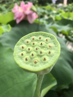 鲜嫩莲蓬 尽显夏日清新