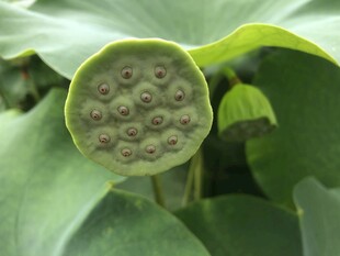 莲蓬特写