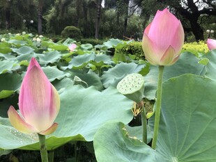 两朵娇艳荷花绽放于荷塘
