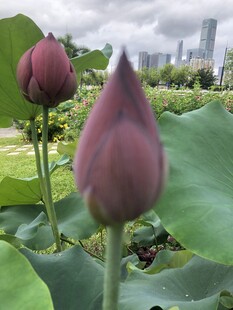 含苞待放的两朵紫荷花