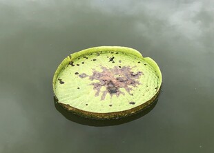 漂浮的绿色睡莲叶片