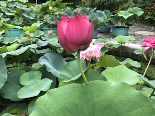 娇艳荷花绽放于绿叶间