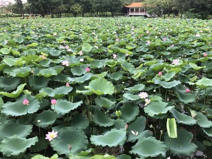 荷塘绿意浓 荷花初绽放