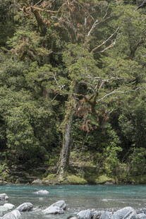 溪边枯树与葱郁山林