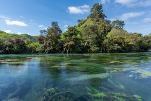 清澈湖景与岸边葱郁树林