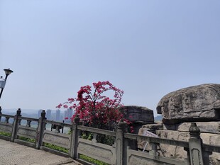 三角梅