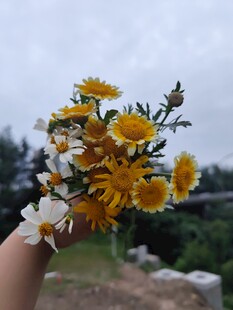 花朵