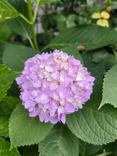 盛开的淡紫色绣球花