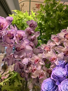 紫色花卉绽放
