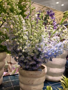 蓝紫色盆栽花卉展示