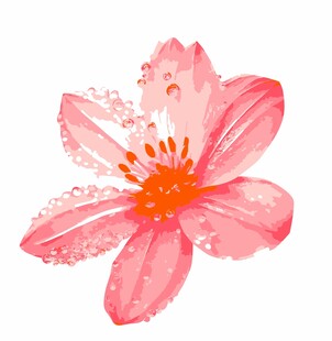 水彩绘粉色带露花朵矢量图