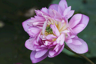 娇艳紫色莲花特写