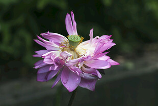 美丽绽放的紫色莲花花朵