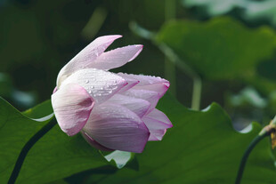 雨后娇艳荷花绽放绿叶间