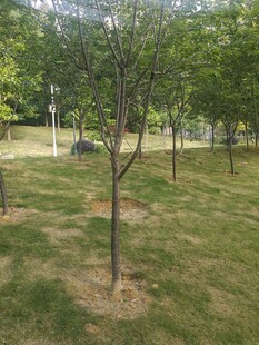 公园草地间的树木景观