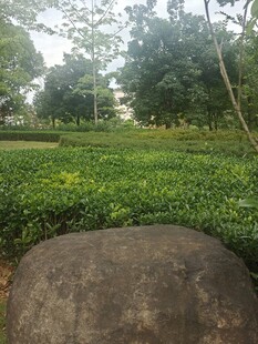 公园风景