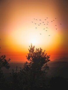 夕阳下飞鸟与树木美景