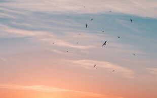 夕阳下飞鸟翱翔天际