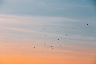 夕阳下飞鸟翱翔天际