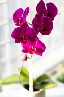艳丽紫蝴蝶兰特写